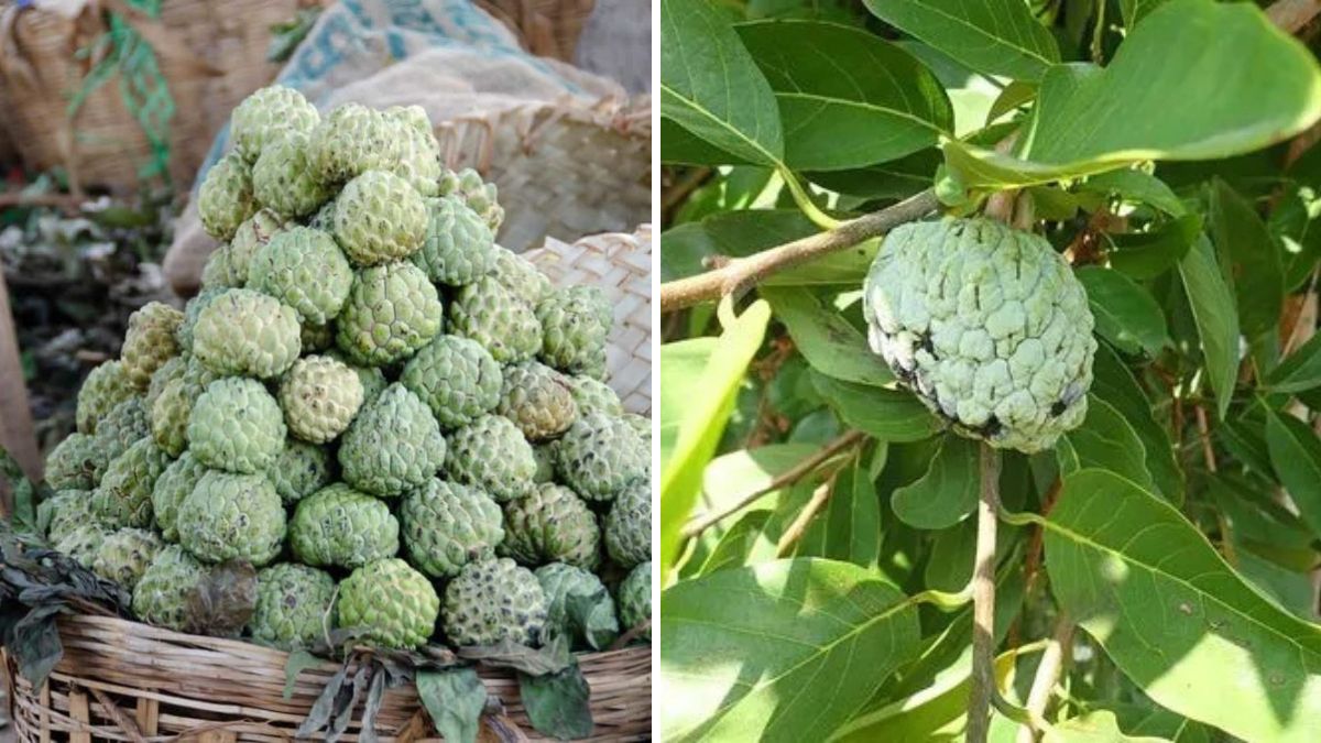 Unlocking Abundant Harvests: How to Propagate Custard Apple Trees for Maximum Fruit Production