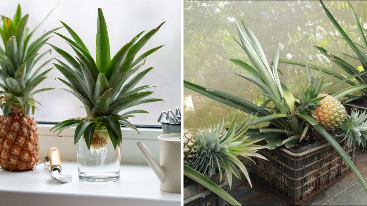 The Easiest Pineapple Grafting Trick for Big Harvests: A Beginner-Friendly Guide to Multiply Your Plants Fast!