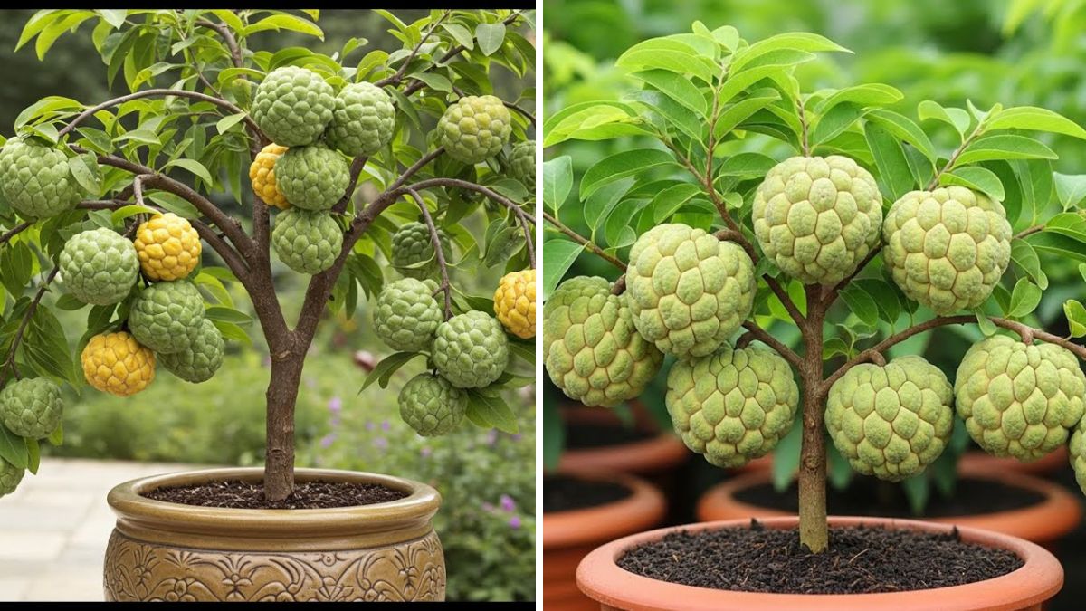 A Revolutionary New Idea: Grafting Sugar Apples for Faster Growth, Stronger Trees, and Heavy Fruit Production!