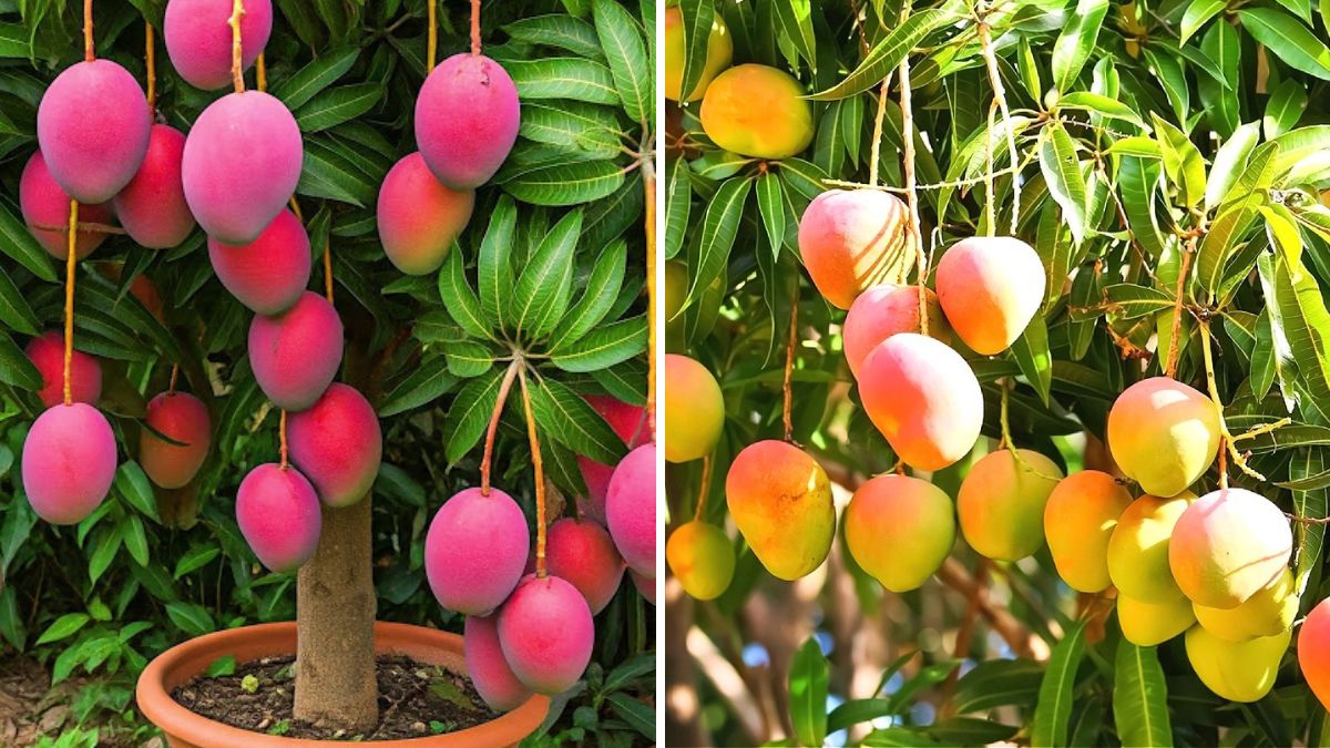A Brilliant New Idea: Harvest Mangoes Easily With This Simple Trick for Bigger, Cleaner and Faster Yield!