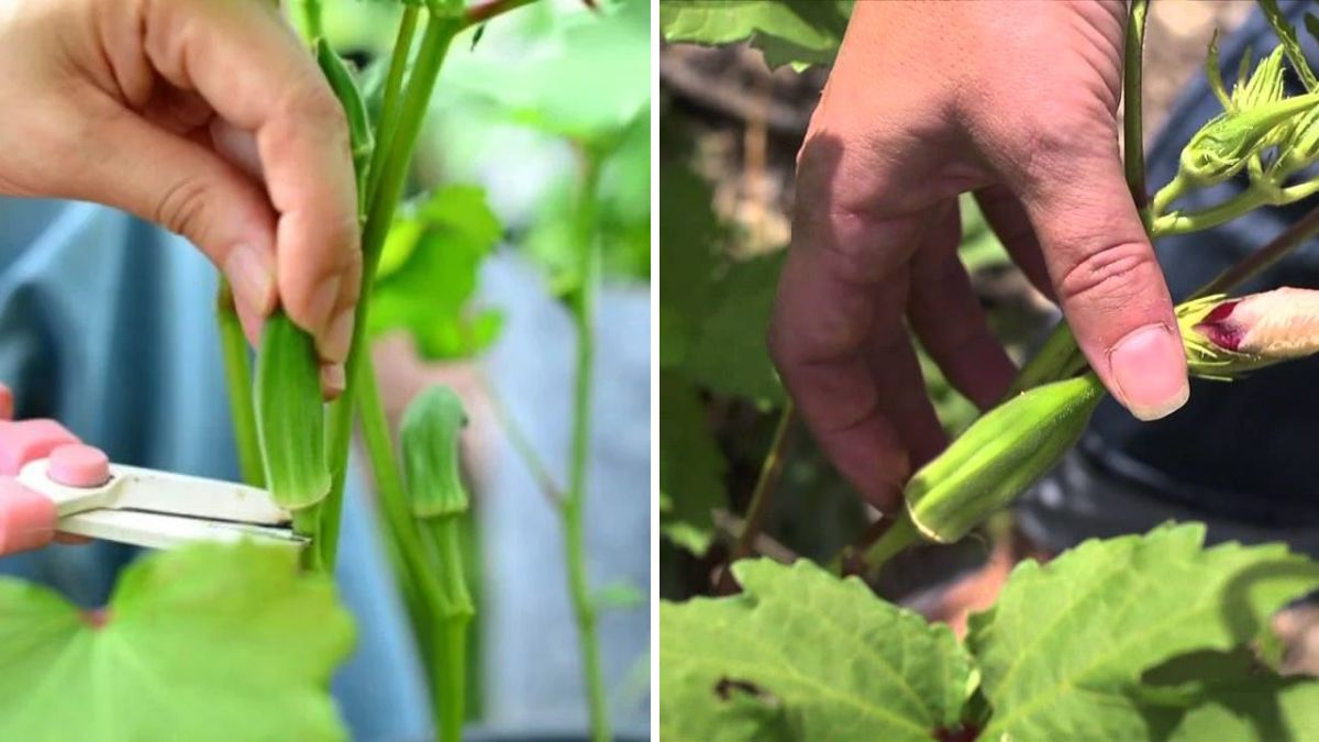 A Brilliant New Idea: Harvest Okra With This Simple Trick for Faster Picking, Bigger Pods & Endless Production!