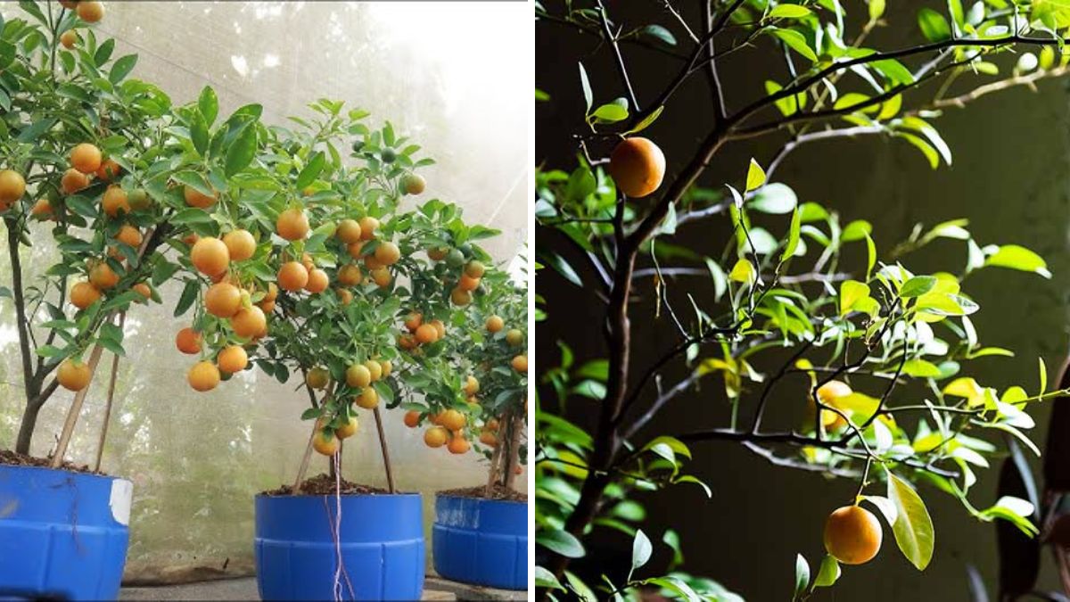Citrus Revolution: A Great New Idea—Grafting Oranges with Wild Lemon for Super-Fast Growth & Heavy Yields!