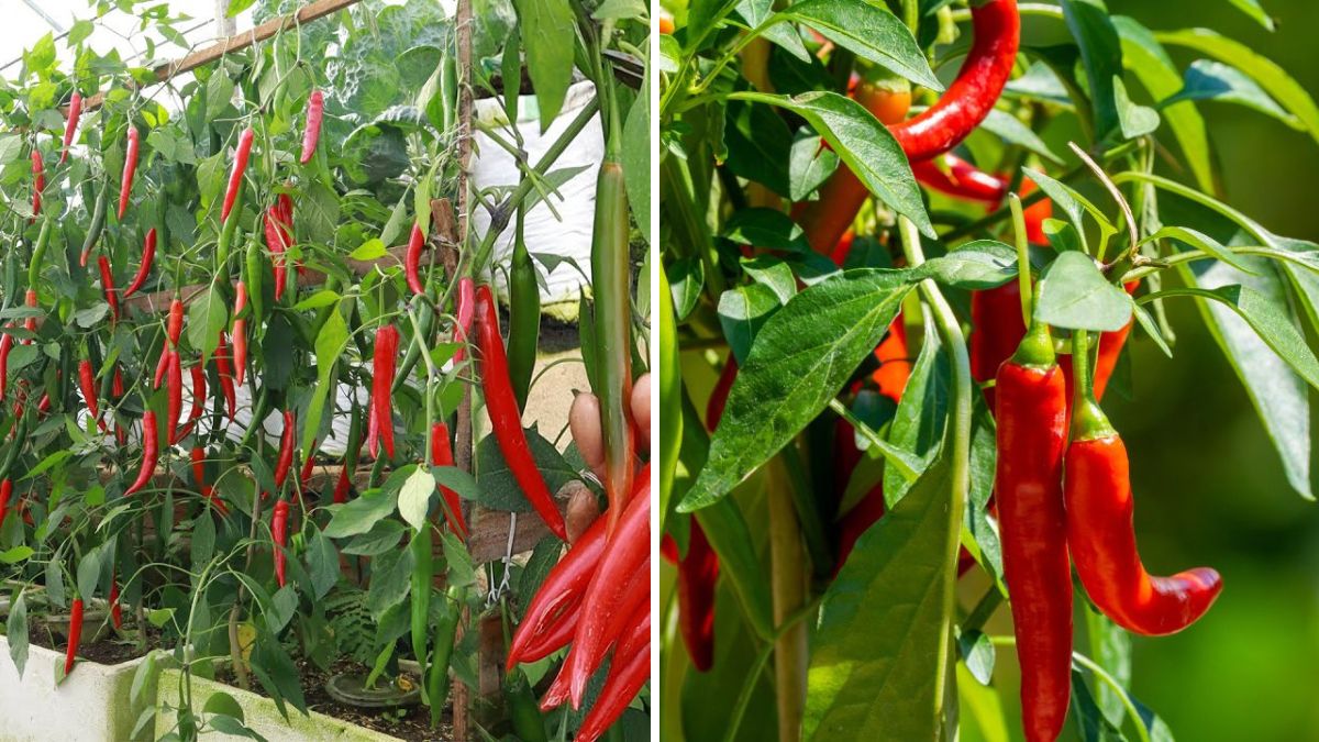 Revolutionary New Idea: Planting Chili Plants with Fish Amino Boosts Growth, Doubles Yield, and Produces Super-Spicy Fruits!