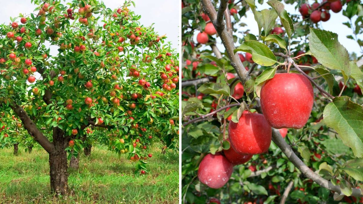 The Easiest Way to Graft Apple Trees for Faster Growth, Stronger Roots & Heavy Fruit Production