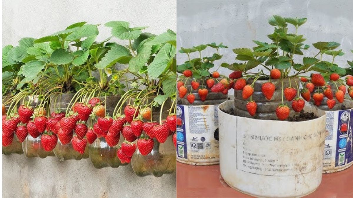 Backyard Berry Magic: How to Grow Sweet, Juicy Strawberries Right at Home!