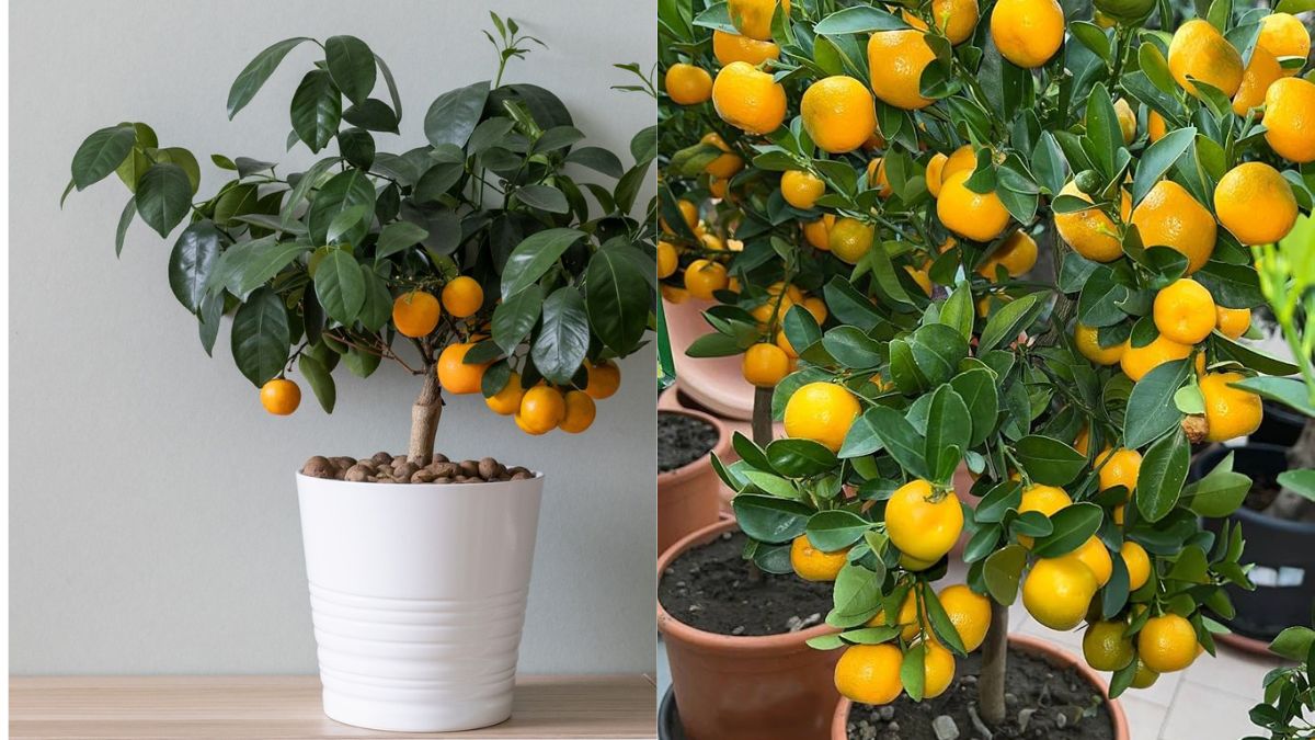 Revolutionary Orange Tree Method: The New Technique That Lets Anyone Grow Healthy, High-Yield Oranges at Home!