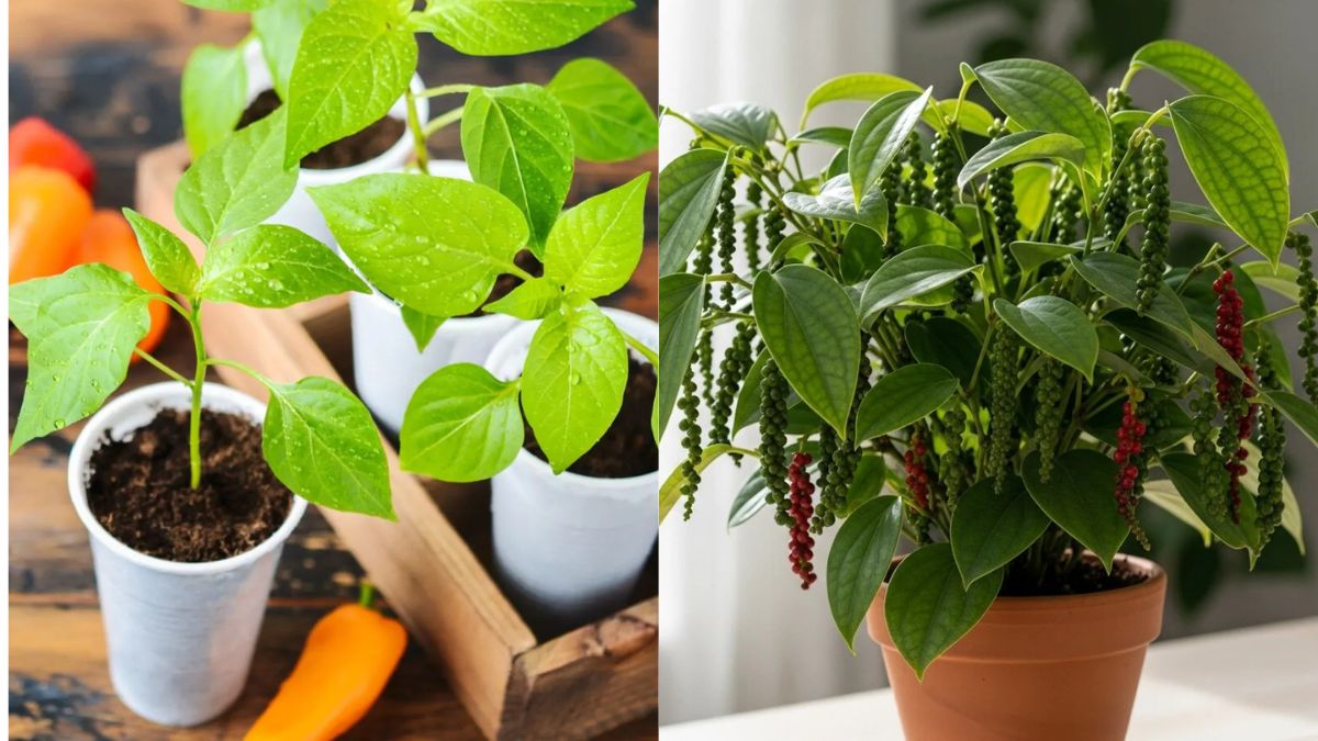 Homegrown Spice Magic: Grow a Thriving Black Pepper Plant at Home in Just a Few Simple Steps!