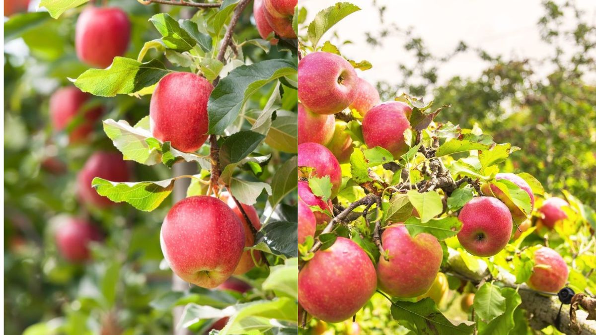 5-Day Apple Magic: The Surprisingly Simple Way to Start Your Own Apple Tree at Home!