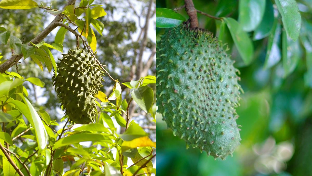 Soursop (Graviola) Tree from Botanical Gardens Brisbane – Growth, Care, and Cultivation Guide
