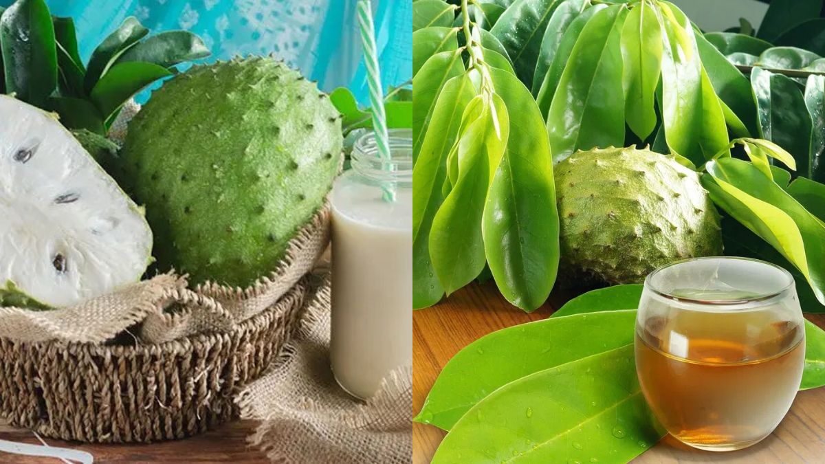 Anti-Cancer Fruit Graviola (Soursop) – Health Benefits, Uses, and Growing Awareness