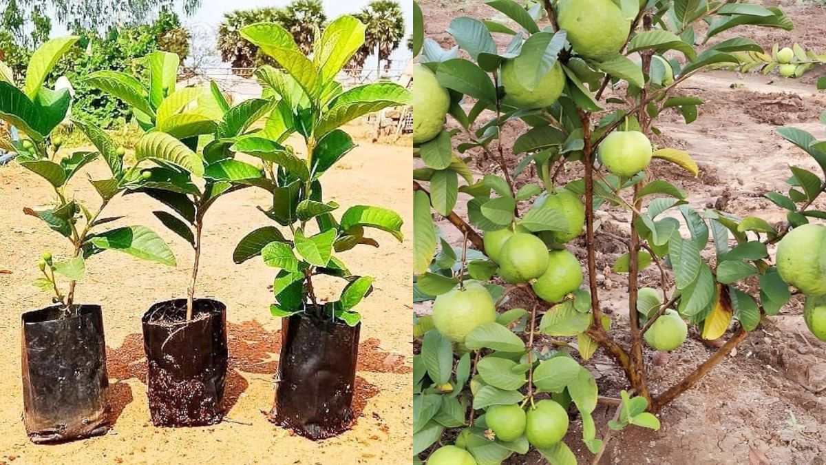 How To Grow Guava in Pot from Seed to Harvest – Two Years Complete Growth Journey