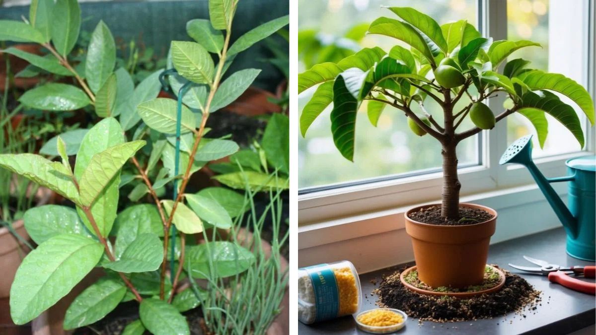 How To Grow Guava Fruit in Pot – Complete Guide to Harvest 15–18 KG Guava