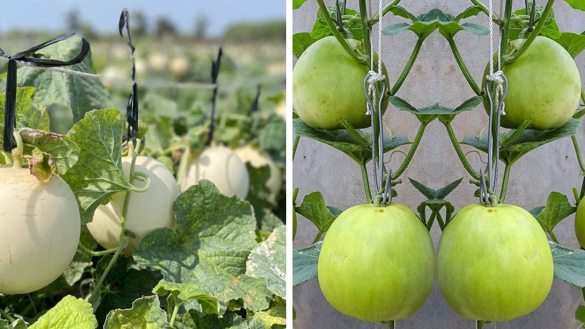 Planting Honeydew Melon Successfully – Complete Step-by-Step Growing Guide for Home Gardeners
