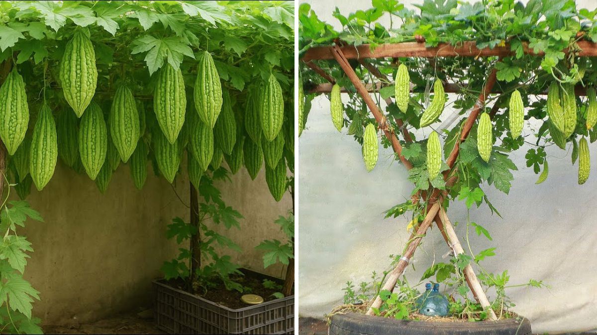 Grow Bitter Melon Easily Using Just a Sack and Kitchen Waste — Zero-Cost Method for Big, Healthy Vines!