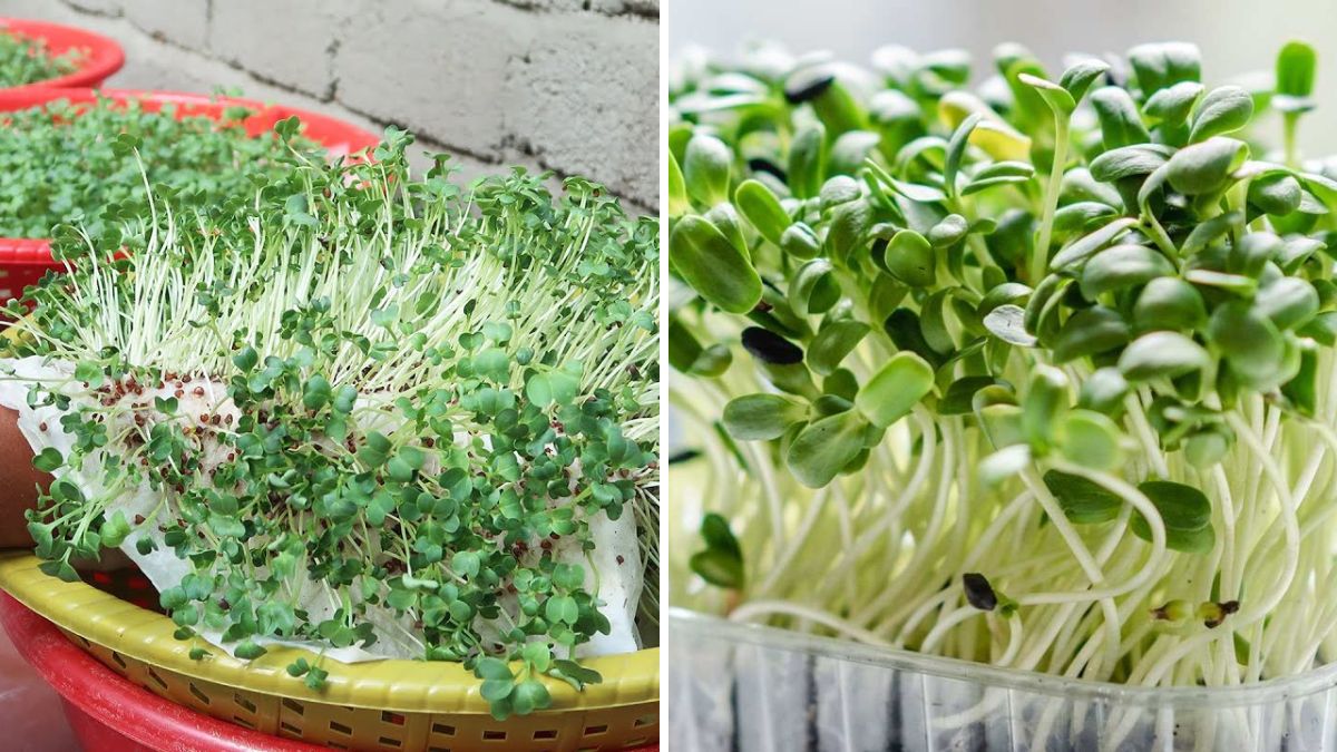 Grow Fresh Sprouts at Home—No Soil Needed! The Easiest Beginner-Friendly Method Ever