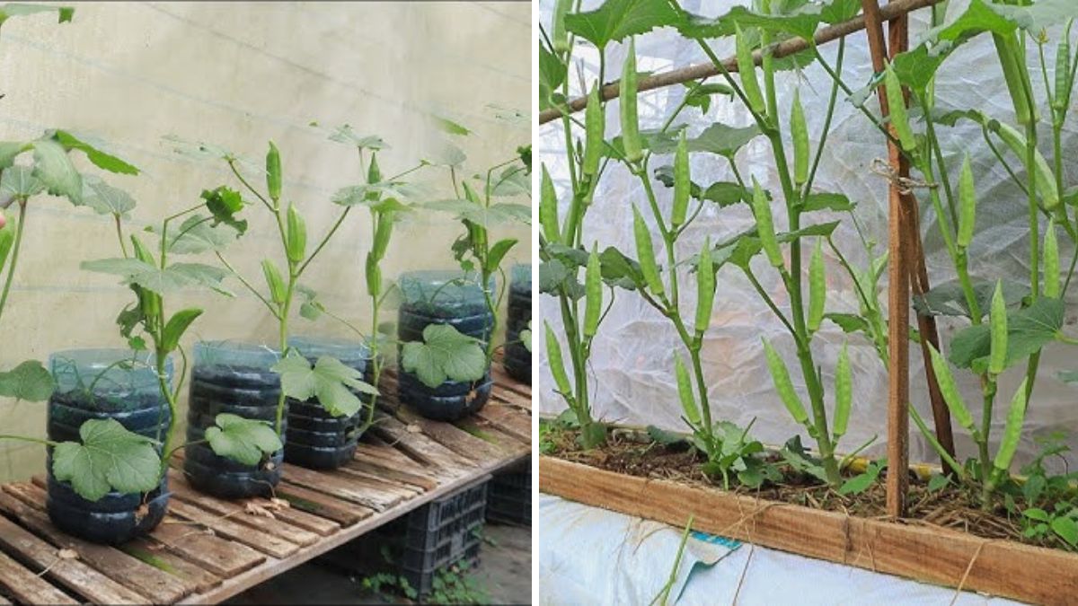 Rooftop Okra Magic! The Simple, Foolproof Method to Grow Abundant Lady’s Finger at Home
