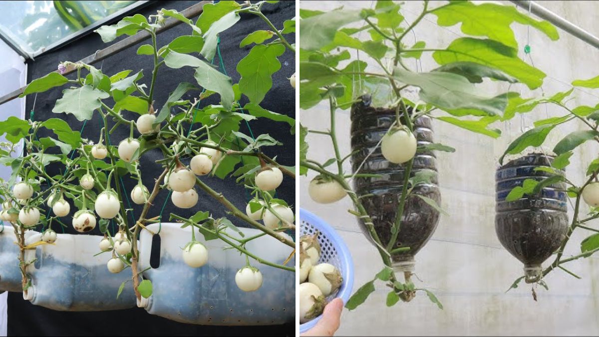 Upside-Down Eggplant Magic! How to Grow White Eggplants in Hanging Containers—The Easy, Space-Saving Method
