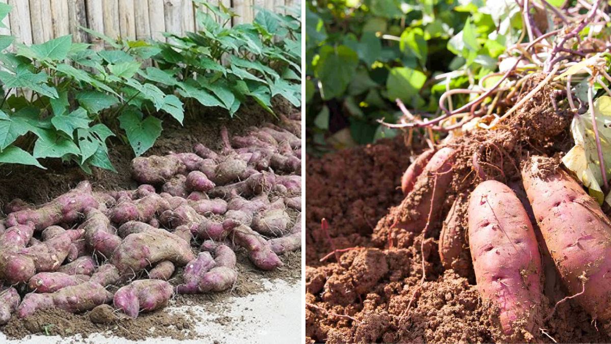 You’ll Never Regret Learning This Brilliant Method to Grow Sweet Potatoes at Home!
