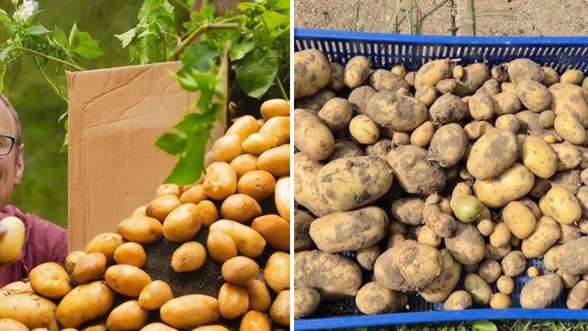 I Tried Growing Potatoes in a Tub — And the Harvest Completely Shocked Me!