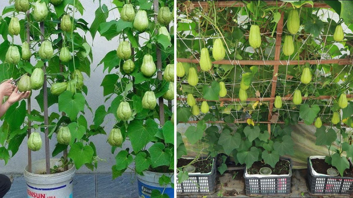 Container Chayote Mastery: Grow Huge, Fast, High-Yield Harvests Right at Home!