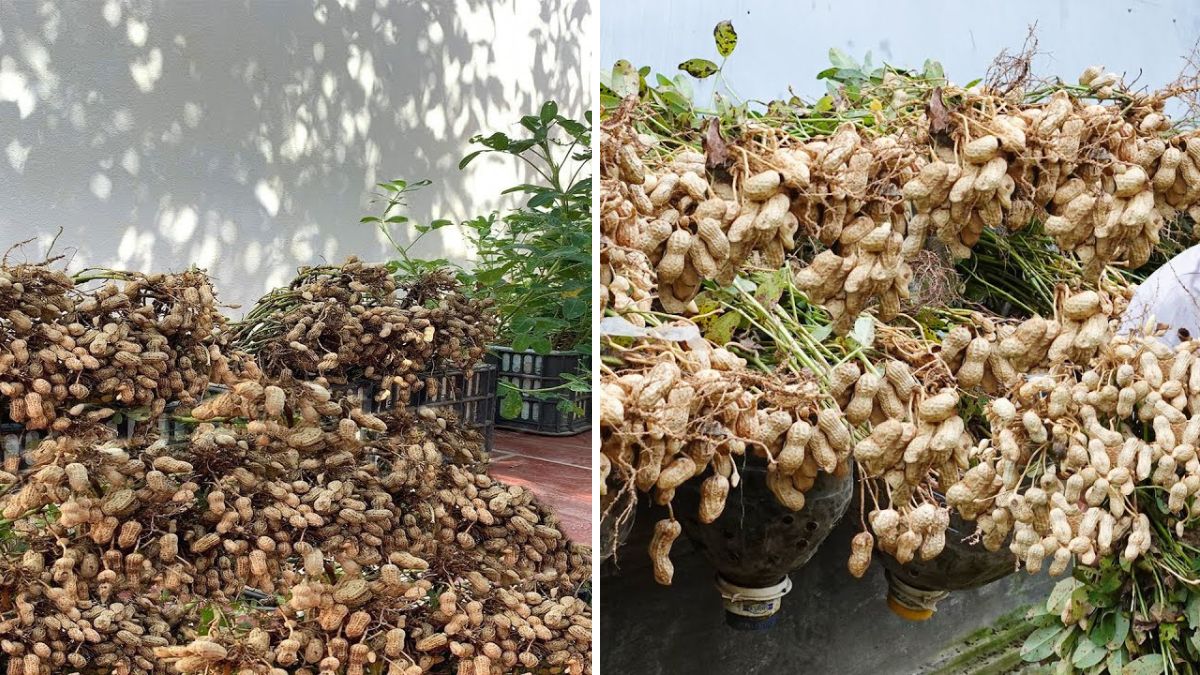Harvest a Basketful of Peanuts at Home—No Garden Needed! Easy Beginner Tips for Big Yields
