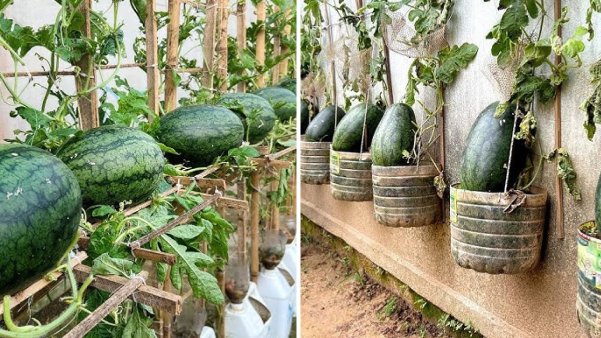 Turn Old Tires Into a Terrace Watermelon Farm — The Genius Method for Huge, Sweet Harvests!